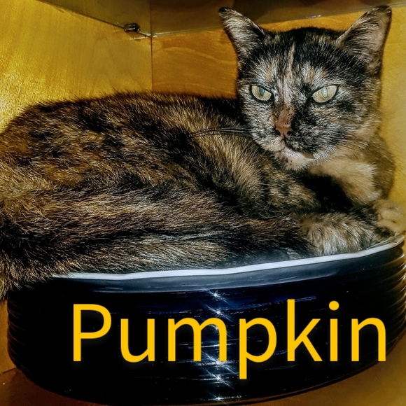 Meet your Posher, Daniel - Picture 7 of 14